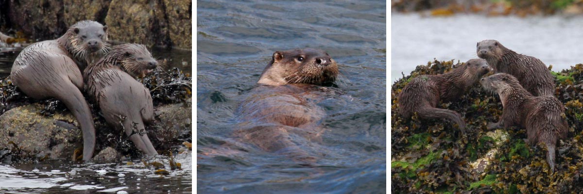 Skye-Otters.jpg